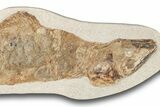 Lower Turonian Fossil Fish - Goulmima, Morocco #255496-2